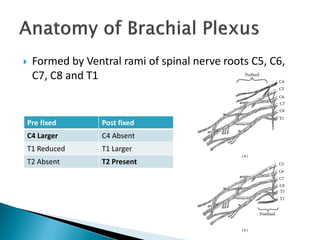  Formed by Ventral rami of spinal nerve roots C5, C6,
C7, C8 and T1
Pre fixed Post fixed
C4 Larger C4 Absent
T1 Reduced T1 Larger
T2 Absent T2 Present
 
