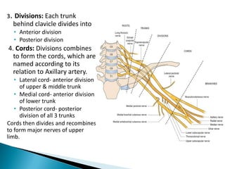 3. Divisions: Each trunk
behind clavicle divides into
• Anterior division
• Posterior division
4. Cords: Divisions combines
to form the cords, which are
named according to its
relation to Axillary artery.
• Lateral cord- anterior division
of upper & middle trunk
• Medial cord- anterior division
of lower trunk
• Posterior cord- posterior
division of all 3 trunks
Cords then divides and recombines
to form major nerves of upper
limb.
 