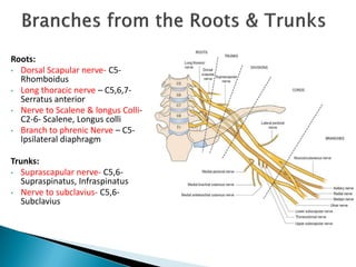 Roots:
• Dorsal Scapular nerve- C5-
Rhomboidus
• Long thoracic nerve – C5,6,7-
Serratus anterior
• Nerve to Scalene & longus Colli-
C2-6- Scalene, Longus colli
• Branch to phrenic Nerve – C5-
Ipsilateral diaphragm
Trunks:
• Suprascapular nerve- C5,6-
Supraspinatus, Infraspinatus
• Nerve to subclavius- C5,6-
Subclavius
 