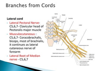 Lateral cord
• Lateral Pectoral Nerve-
C5,6,7- Clavicular head of
Pectoralis major muscle
• Musculocutaneous :
C5,6,7- Coracobrachalis,
biceps, most of brachialis,
it continues as lateral
cutaneous nerve of
forearm
• Lateral Root of Median
nerve - C5,6,7
 