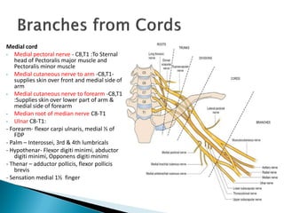 Medial cord
• Medial pectoral nerve - C8,T1 :To Sternal
head of Pectoralis major muscle and
Pectoralis minor muscle
• Medial cutaneous nerve to arm -C8,T1-
supplies skin over front and medial side of
arm
• Medial cutaneous nerve to forearm -C8,T1
:Supplies skin over lower part of arm &
medial side of forearm
• Median root of median nerve C8-T1
• Ulnar C8-T1:
- Forearm- flexor carpi ulnaris, medial ½ of
FDP
- Palm – Interossei, 3rd & 4th lumbricals
- Hypothenar- Flexor digiti minimi, abductor
digiti minimi, Opponens digiti minimi
- Thenar – adductor pollicis, flexor pollicis
brevis
- Sensation medial 1½ finger
 