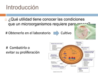 Introducción
 ¿Qué utilidad tiene conocer las condiciones
que un microorganismos requiere para crecer?
# Obtenerlo en el laboratorio Cultivo
# Combatirlo o
evitar su proliferación
 