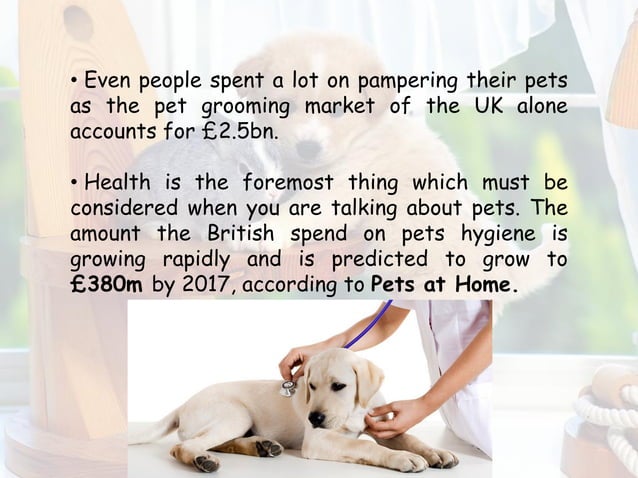 5 Effective Marketing Strategies for Dog Grooming Businesses