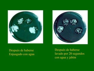 Después de haberse   Después de haberse
Enjuagado con agua   lavado por 20 segundos
                     con agua y jabón
 