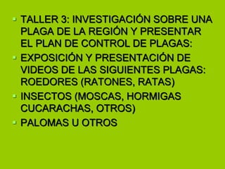  TALLER 3: INVESTIGACIÓN SOBRE UNA
PLAGA DE LA REGIÓN Y PRESENTAR
EL PLAN DE CONTROL DE PLAGAS:
 EXPOSICIÓN Y PRESENTACIÓN DE
VIDEOS DE LAS SIGUIENTES PLAGAS:
ROEDORES (RATONES, RATAS)
 INSECTOS (MOSCAS, HORMIGAS
CUCARACHAS, OTROS)
 PALOMAS U OTROS

 