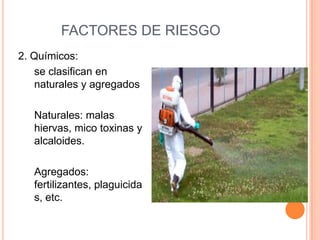 FACTORES DE RIESGO2. Químicos:se clasifican en naturales y agregados	Naturales: malas hiervas, mico toxinas y alcaloides.	Agregados: fertilizantes, plaguicidas, etc.
