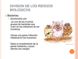 DIVISION DE LOS RIESGOS BIOLOGICOSBacterias:Escherichia coli:es uno de los muchos grupos de bacterias que viven en los intestinos de los humanos.	Causa una grave infección intestinal en los humanos. 	Daña el revestimiento de la pared intestinal y causa diarrea con sangre.