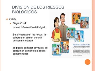 DIVISION DE LOS RIESGOS BIOLOGICOSvirus:Hepatitis A:es una inflamación del hígado.	Se encuentra en las heces, la sangre y el semen de una persona infectada.	se puede contraer el virus si se consumen alimentos o aguas contaminadas