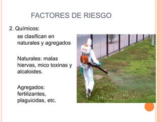 FACTORES DE RIESGO2. Químicos:se clasifican en naturales y agregados	Naturales: malas hiervas, mico toxinas y alcaloides.	Agregados: fertilizantes, plaguicidas, etc.