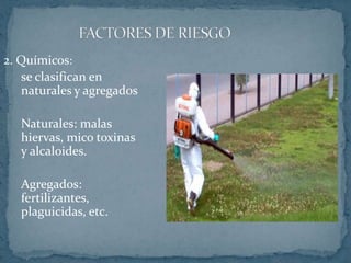 FACTORES DE RIESGO2. Químicos:	se clasifican en naturales y agregados	Naturales: malas hiervas, mico toxinas y alcaloides.	Agregados: fertilizantes, plaguicidas, etc.	