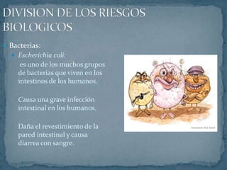 DIVISION DE LOS RIESGOS BIOLOGICOSBacterias:Escherichia coli:es uno de los muchos grupos de bacterias que viven en los intestinos de los humanos.	Causa una grave infección intestinal en los humanos. 	Daña el revestimiento de la pared intestinal y causa diarrea con sangre.