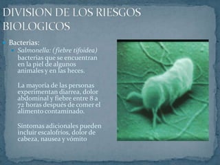 DIVISION DE LOS RIESGOS BIOLOGICOSBacterias:Salmonella: (fiebre tifoidea)bacterias que se encuentran en la piel de algunos animales y en las heces.La mayoría de las personas experimentan diarrea, dolor abdominal y fiebre entre 8 a 72 horas después de comer el alimento contaminado. 	Síntomas adicionales pueden incluir escalofríos, dolor de cabeza, nausea y vómito
