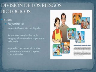 DIVISION DE LOS RIESGOS BIOLOGICOSvirus:Hepatitis A:es una inflamación del hígado.	Se encuentra en las heces, la sangre y el semen de una persona infectada.	se puede contraer el virus si se consumen alimentos o aguas contaminadas