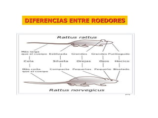 Rodent Vs Insect Comprehensive Pest Control: Identification and Management of Rodents ...