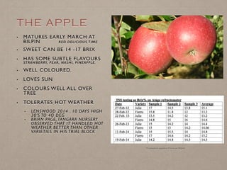 THE APPLE
• MATURES EARLY MARCH AT
BILPIN RED DELICIOUS TIME
• SWEET CAN BE 14 -17 BRIX
• HAS SOME SUBTLE
FLAVOURS STRAWBE...