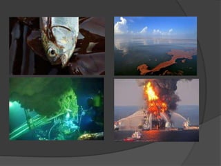 En el 2006, fue el turno de Alaska: un oleoducto de la BP se rompió dejando vaciar más de un millón de litros de petróleo, debido a la pésima manutención de los oleoductos.¿Qué sucedió realmente?El 20 de Abril 2010 un escape provocó una explosión en la plataforma petrolífera semisumergible Deepwater Horizon, que fue seguida por un incendio. Dos días más tarde se hundió llevándose con ella once vidas humanas. El escape se produjo durante las prospecciones del yacimiento de Macondo del Golfo de México, debido a un sellado parcial del pozo petrolífero. Varios expertos estimaron que la fuga de petróleo se producía a razón de entre 35.000 y 60.000 barriles por día (entre 5.600 y 9.500 m3/día).Sin embargo, la cuantificación exacta de la magnitud de la fuga está aún en discuión, a causa de la dificultad para instalar dispositivos de medida a tal profundidad.Como resultado de la fuga, se formó un derrame petrolífero no controlado de 6.500 km2 de extensión que amenazaba las costas de los estados de Louisiana, Mississippi, Alabama, Texas y Florida, de los Estados Unidos de América. Debido a él, el estado de Louisiana se declaró en estado de emergencia.