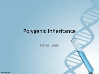 Polygenic Inheritance

      Peter Baek
 