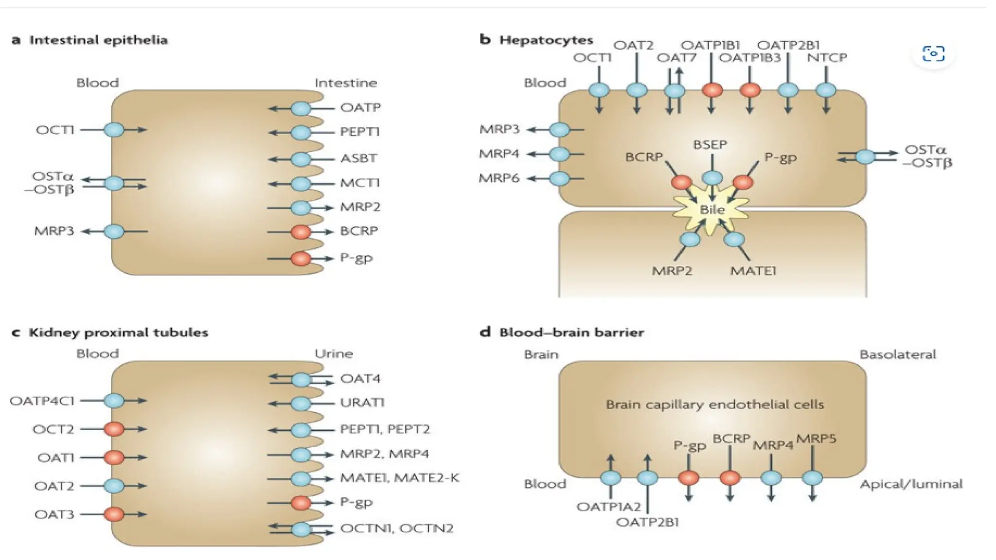 Role of cytochrome P450 in drug interactions,Drug interactions linked ...
