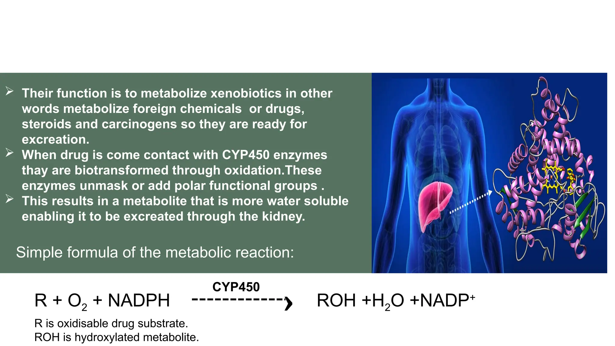 Role of cytochrome P450 in drug interactions,Drug interactions linked ...
