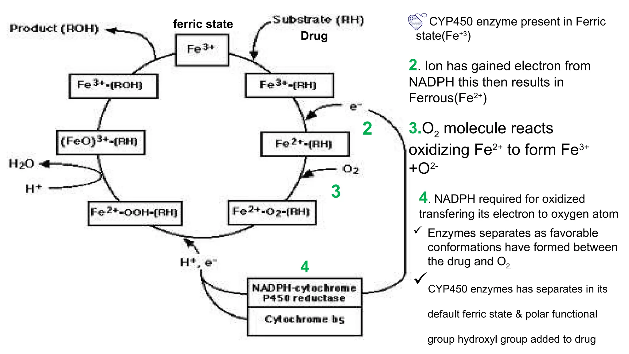 Role of cytochrome P450 in drug interactions,Drug interactions linked ...