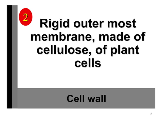 Cell Structure Vocab Review | PPT