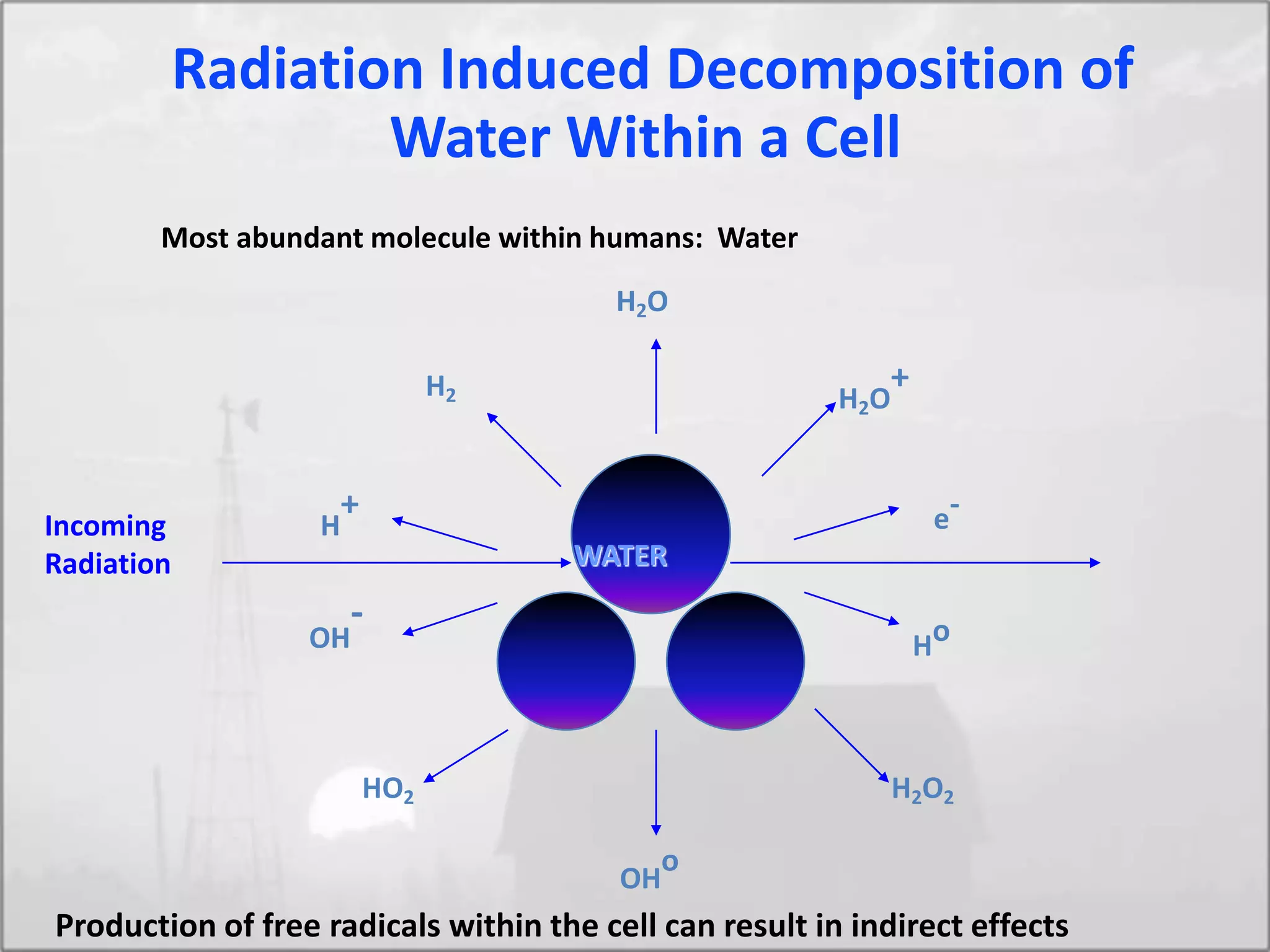 H2O
H2O
+
e-
H
+
H2O2
OH
o
HO2
OH
-
Ho
H2
WATER
Radiation Induced Decomposition of
Water Within a Cell
Incoming
Radiation
Production of free radicals within the cell can result in indirect effects
Most abundant molecule within humans: Water
 