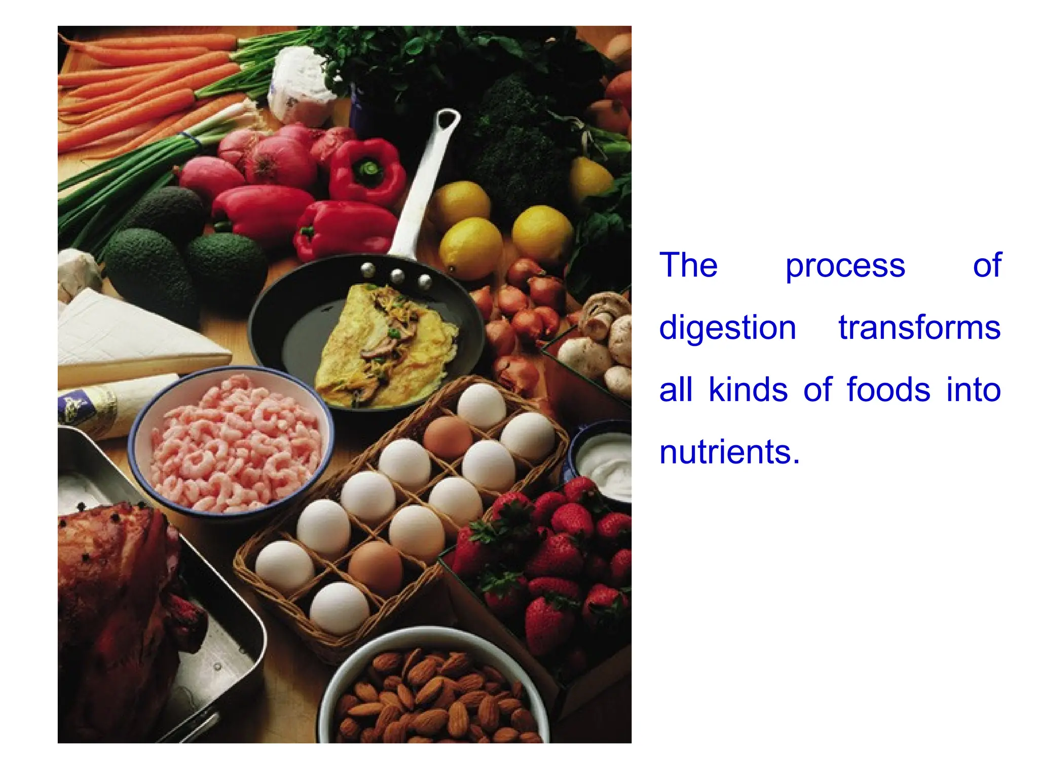 The process of
digestion transforms
all kinds of foods into
nutrients.
 