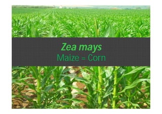 Zea mays 
1 
Maize = Corn 
 