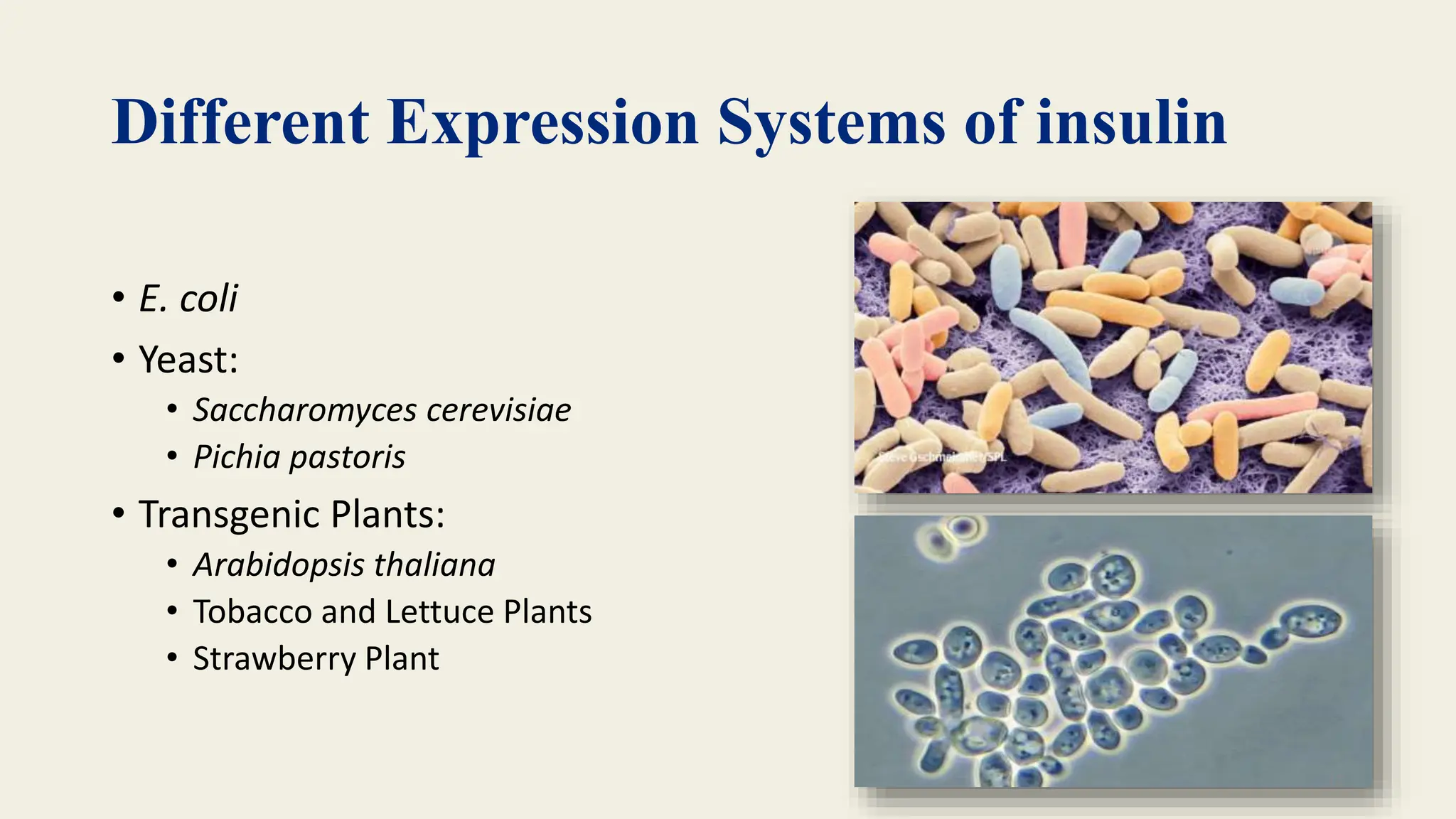 Microbial Insulin Production powerpoint presentation | PPTX