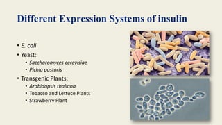 Microbial Insulin Production powerpoint presentation | PPTX