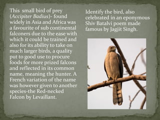This small bird of prey           Identify the bird, also
(Accipiter Badius)- found         celebrated in an eponymous
widely in Asia and Africa was     Shiv Batalvi poem made
a favourite of sub continental    famous by Jagjit Singh.
falconers due to the ease with
which it could be trained and
also for its ability to take on
much larger birds, a quality
put to good use to procure
foods for more prized falcons
and reflected in its common
name, meaning the hunter. A
French variation of the name
was however given to another
species-the Red-necked
Falcon by Levaillant.
 