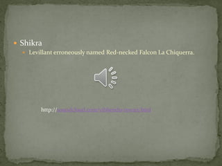  Shikra
   Levillant erroneously named Red-necked Falcon La Chiquerra.




        http://soundcloud.com/vibhendu-tewari/bird
 