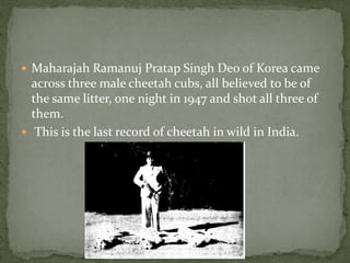  Maharajah Ramanuj Pratap Singh Deo of Korea came
  across three male cheetah cubs, all believed to be of
  the same litter, one night in 1947 and shot all three of
  them.
 This is the last record of cheetah in wild in India.
 