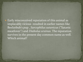  Early misconceived reputation of this animal as
 implacably vicious resulted in earlier names like
 Beelzebub's pup , Sarcophilus satanicus ("Satanic
 meatlover") and Diabolus ursinus. The reputation
 survives in the present day common name as well.
 Which animal?
 