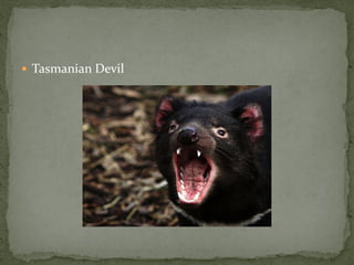  Tasmanian Devil
 