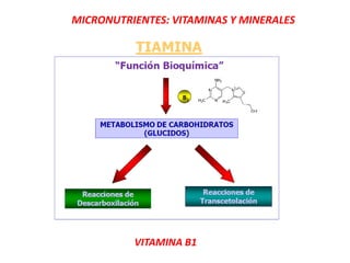 MICRONUTRIENTES: VITAMINAS Y MINERALES
VITAMINA B1
 