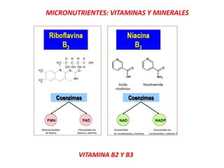 MICRONUTRIENTES: VITAMINAS Y MINERALES
VITAMINA B2 Y B3
 