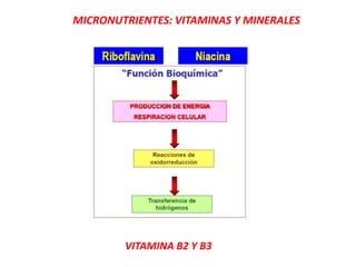 MICRONUTRIENTES: VITAMINAS Y MINERALES
VITAMINA B2 Y B3
 