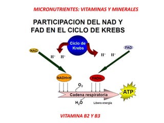 MICRONUTRIENTES: VITAMINAS Y MINERALES
VITAMINA B2 Y B3
 
