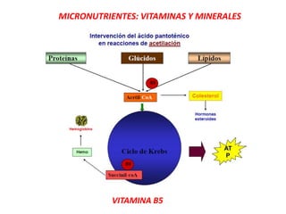 MICRONUTRIENTES: VITAMINAS Y MINERALES
VITAMINA B5
 