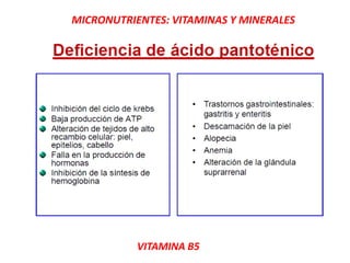 MICRONUTRIENTES: VITAMINAS Y MINERALES
VITAMINA B5
 
