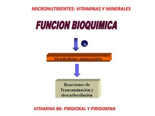 MICRONUTRIENTES: VITAMINAS Y MINERALES
VITAMINA B6: PIRIDOXAL Y PIRIDOXINA
 