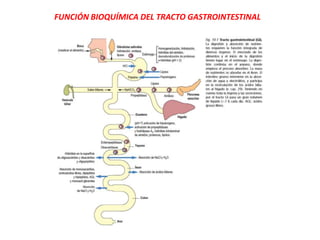 FUNCIÓN BIOQUÍMICA DEL TRACTO GASTROINTESTINAL
 