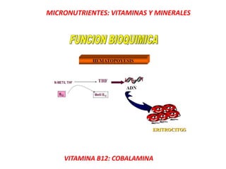MICRONUTRIENTES: VITAMINAS Y MINERALES
VITAMINA B12: COBALAMINA
 