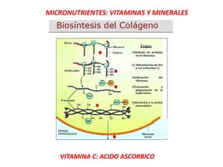 MICRONUTRIENTES: VITAMINAS Y MINERALES
VITAMINA C: ACIDO ASCORBICO
 