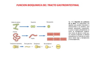 FUNCION BIOQUIMICA DEL TRACTO GASTROINTESTINAL
 