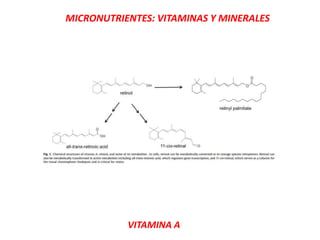 MICRONUTRIENTES: VITAMINAS Y MINERALES
VITAMINA A
 