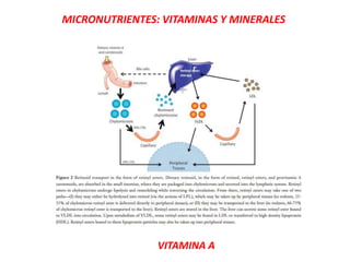 MICRONUTRIENTES: VITAMINAS Y MINERALES
VITAMINA A
 