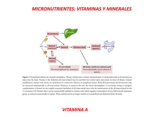MICRONUTRIENTES: VITAMINAS Y MINERALES
VITAMINA A
 
