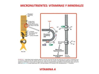 MICRONUTRIENTES: VITAMINAS Y MINERALES
VITAMINA A
 